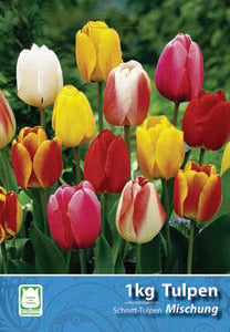 Blumenzwiebeln Schnitt-Tulpen Mischung 1 kg