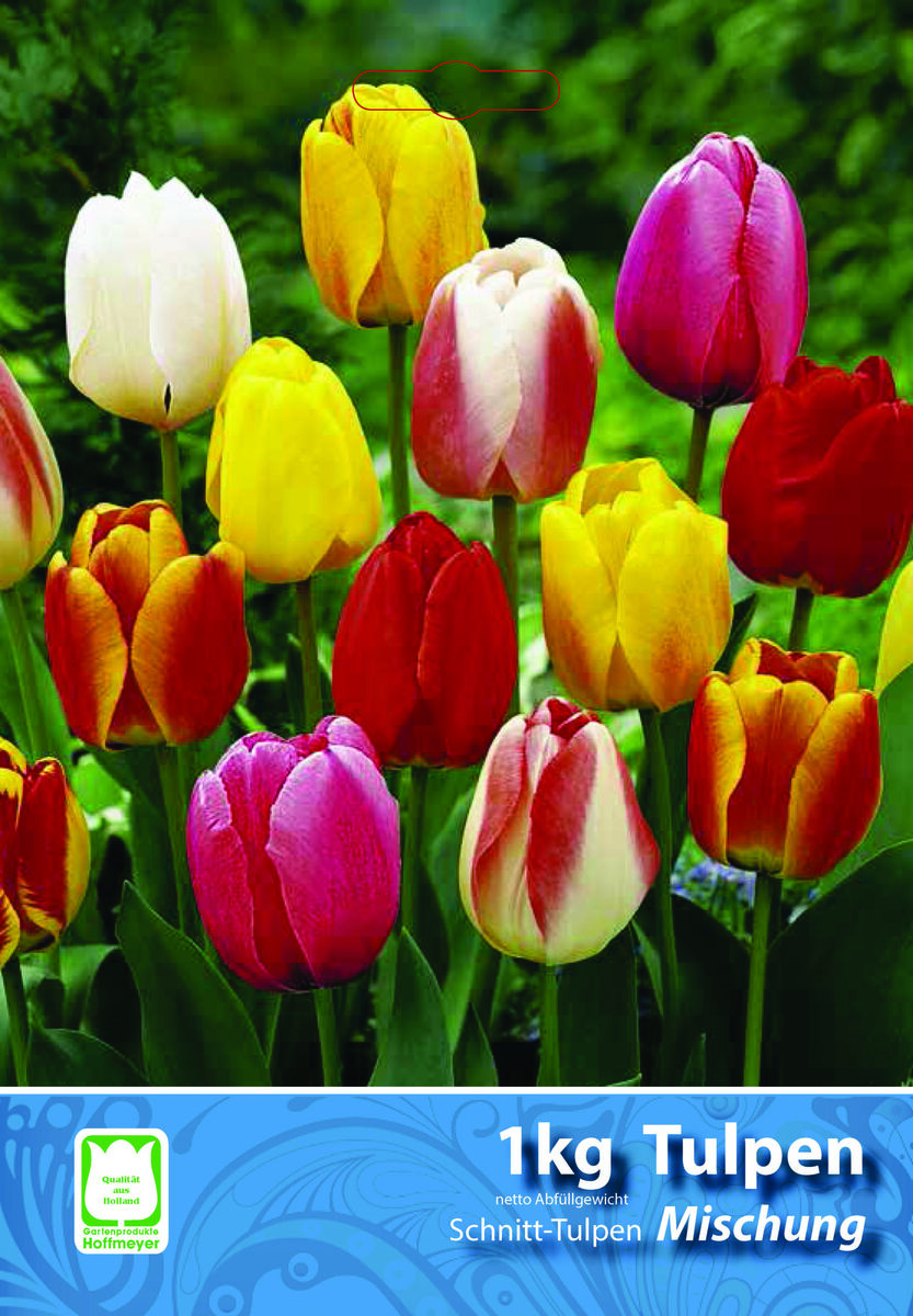 Bild 1 von Blumenzwiebeln Schnitt-Tulpen Mischung 1 kg