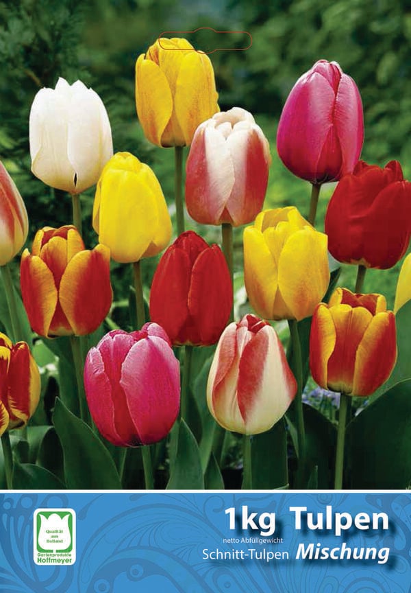 Bild 1 von Blumenzwiebeln Schnitt-Tulpen Mischung 1 kg