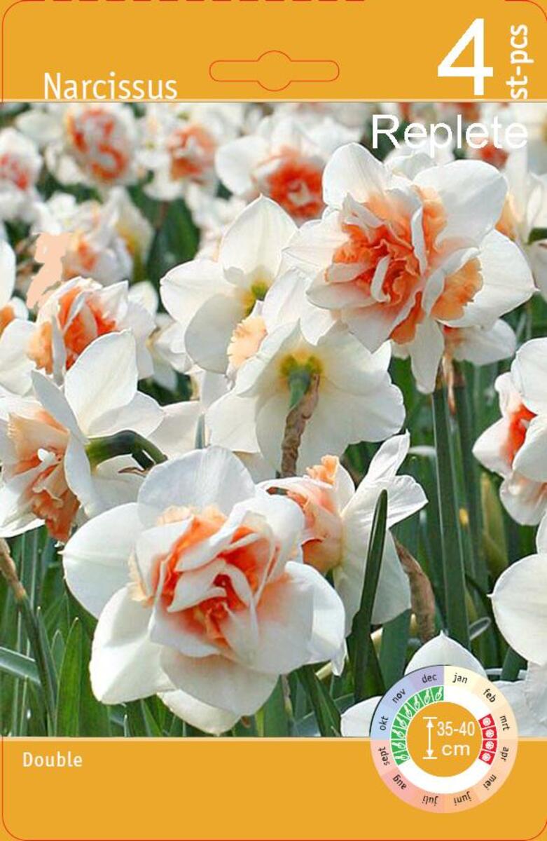 Bild 1 von Blumenzwiebeln Narzissen