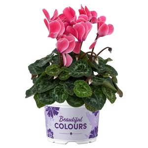 GARDENLINE Herbstpflanze Cyclamen