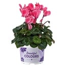 Bild 1 von GARDENLINE Herbstpflanze Cyclamen