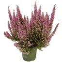 Bild 3 von GARDENLINE Herbstpflanze Erica gracilis