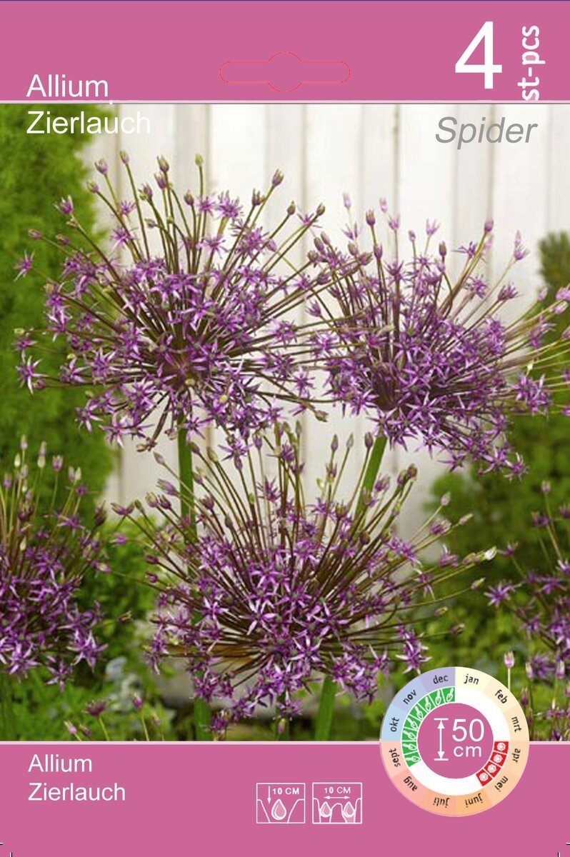 Bild 4 von Blumenzwiebeln Zierlauch