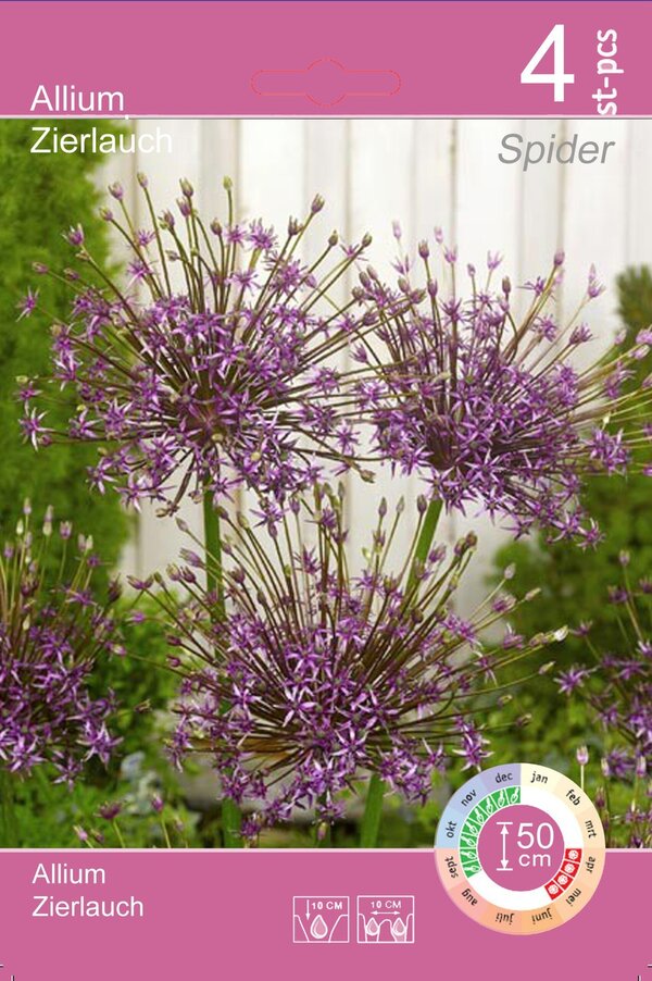 Bild 4 von Blumenzwiebeln Zierlauch