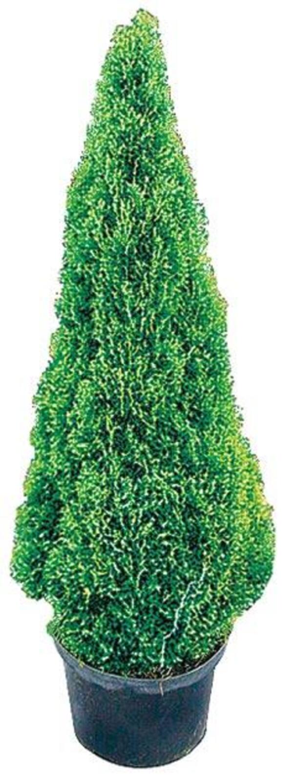 Bild 1 von Thuja Smaragd