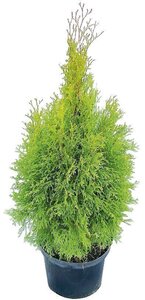 Lebensbaum Thuja Smaragd