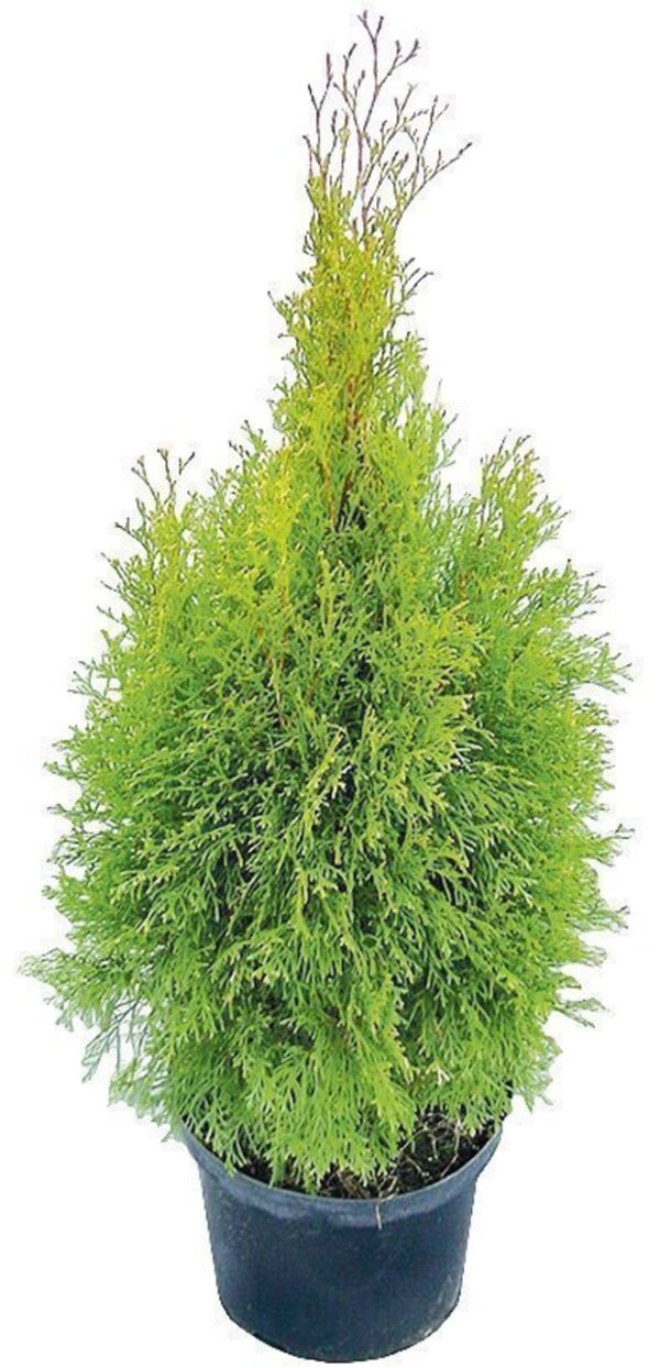 Bild 1 von Lebensbaum Thuja Smaragd