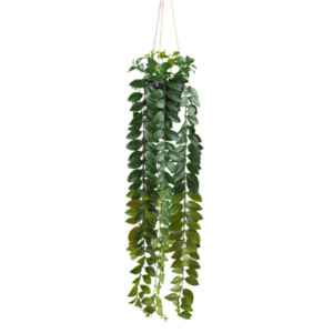 Columnea-Hänger im Kunfststoffhängetopf, 85 cm