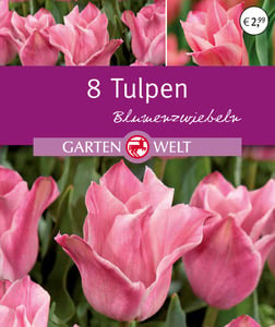 IDEENWELT Tulpen Miss Elegance