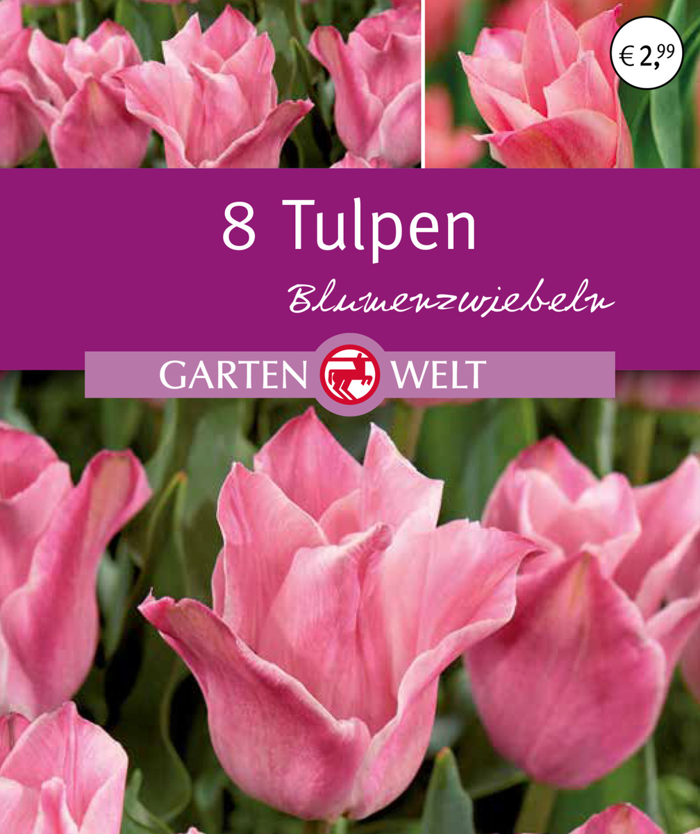 Bild 1 von IDEENWELT Tulpen Miss Elegance