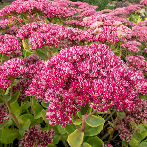 Große Fetthenne "Sedum telephium"