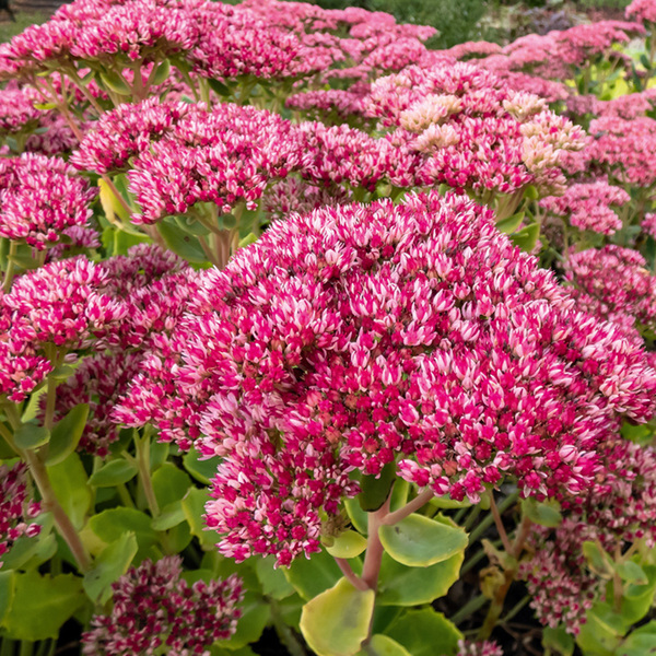 Bild 1 von Große Fetthenne "Sedum telephium"