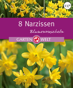 IDEENWELT Narzissen