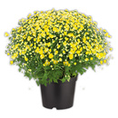 Bild 2 von Finest Garden Bauernchrysantheme