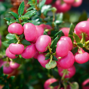 Pernettya mit Beeren