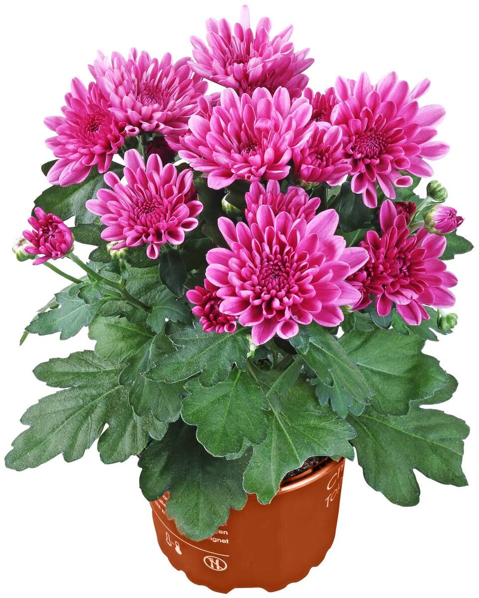 Bild 2 von Chrysantheme