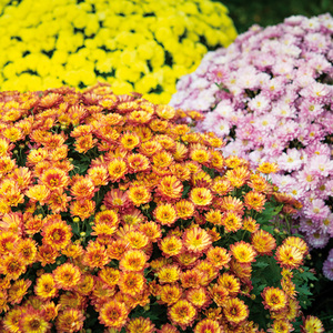 Finest Garden Bauernchrysantheme