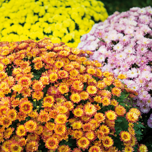 Bild 1 von Finest Garden Bauernchrysantheme