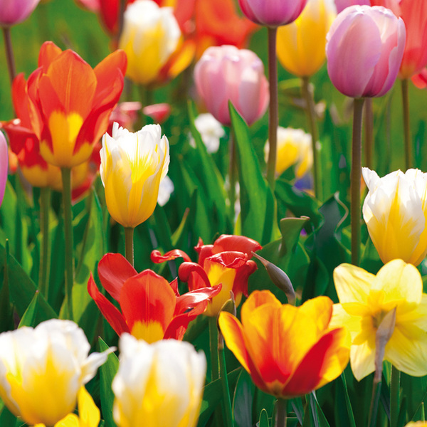 Bild 1 von Finest Garden Blumenzwiebeln Narzissen / Tulpen