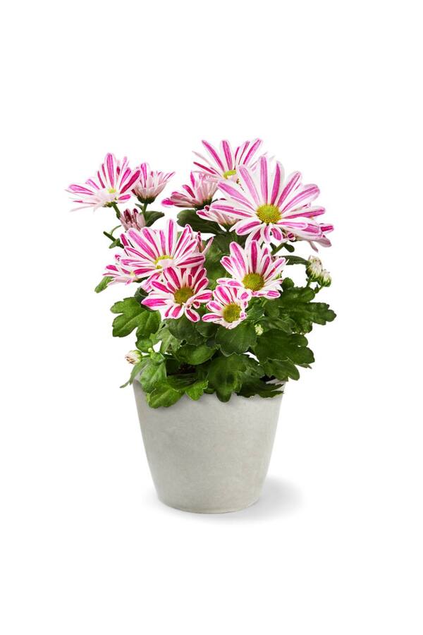 Bild 3 von Chrysantheme