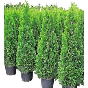 Thuja occ. Smaragd 19cm im Topf gewachsen