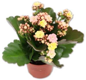 Kalanchoe*