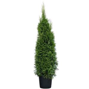 Thuja occ. Brabant im Topf gewachsen