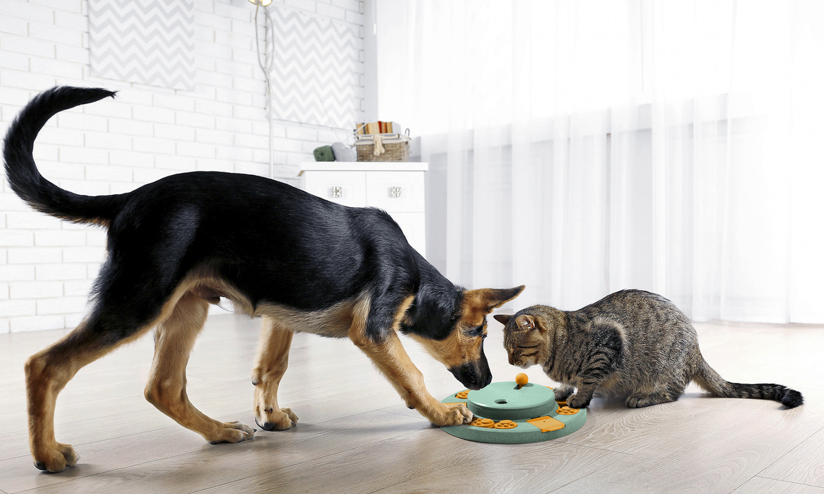 Bild 3 von IDEENWELT Intelligenzspielzeug für Haustiere