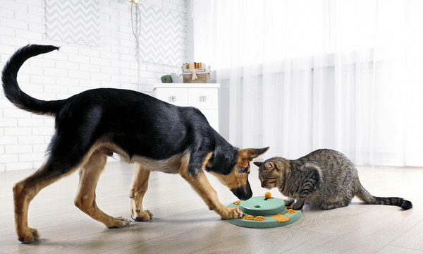 Bild 3 von IDEENWELT Intelligenzspielzeug für Haustiere