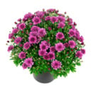 Bild 2 von GARDENLINE Bauernchrysantheme