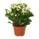 Bild 3 von GARDENLINE Kalanchoe