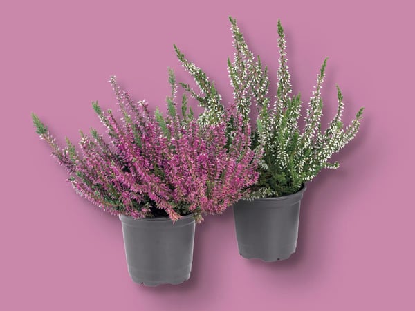 Bild 1 von Heidekraut (Calluna vulgaris)