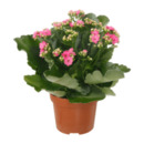 Bild 2 von GARDENLINE Kalanchoe