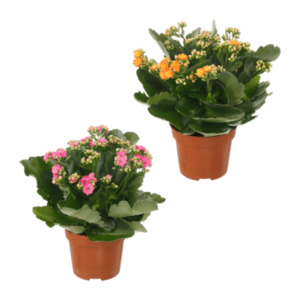 GARDENLINE Kalanchoe