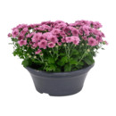 Bild 3 von GARDENLINE Chrysanthemenschale