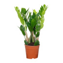 Bild 1 von GARDENLINE Zamioculcas