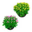 Bild 1 von GARDENLINE Chrysanthemenschale