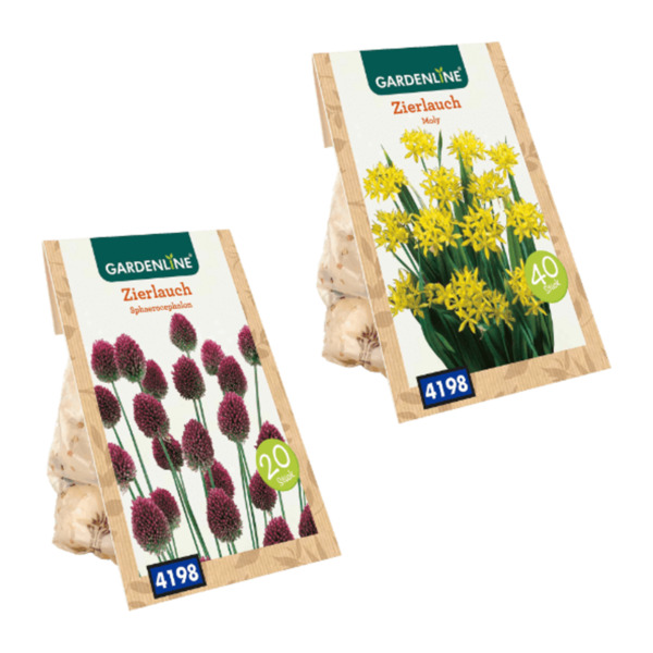 Bild 1 von GARDENLINE Zierlauch-Blumenzwiebeln