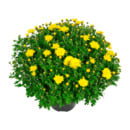 Bild 4 von GARDENLINE Bauernchrysantheme