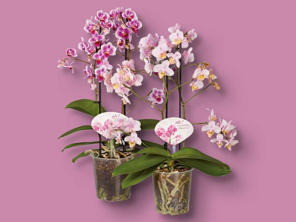 Bild 1 von Phalaenopsis Multiflora