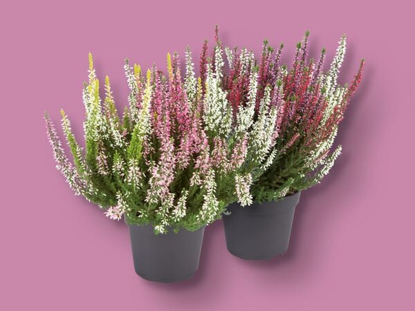 Bild 1 von Heidekraut (Calluna vulgaris), dreifarbig