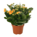 Bild 4 von GARDENLINE Kalanchoe