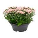 Bild 2 von GARDENLINE Chrysanthemenschale