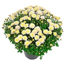 Bild 4 von GARDENLINE Bauernchrysantheme