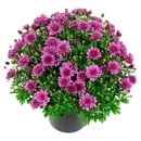 Bild 2 von GARDENLINE Bauernchrysantheme