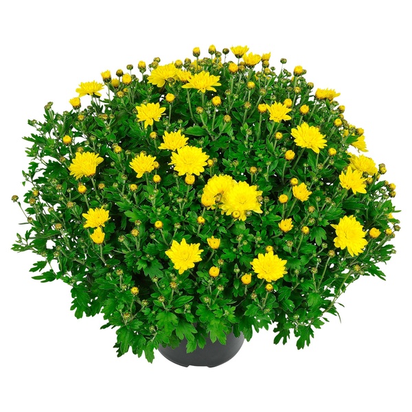 Bild 1 von GARDENLINE Bauernchrysantheme