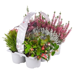 GARDENLINE Herbstpflanzen „Fall in Love“, 6er-Tray