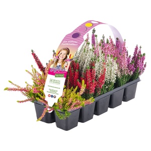 GARDENLINE Calluna Beauty Seasons® „High Five® “, 10er-Tray