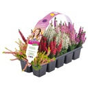 Bild 1 von GARDENLINE Calluna Beauty Seasons® „High Five® “, 10er-Tray